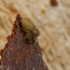 Opisthoncus sp. (genus) at Strathnairn, ACT - 21 Jan 2023 05:42 PM