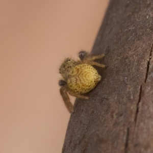 Opisthoncus sp. (genus) at Strathnairn, ACT - 21 Jan 2023 05:42 PM