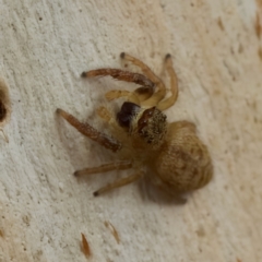 Opisthoncus sp. (genus) at Strathnairn, ACT - 21 Jan 2023 05:42 PM