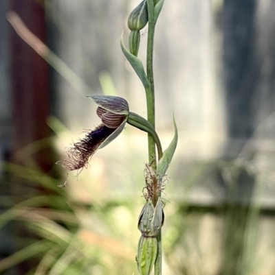 Calochilus therophilus (Late Beard Orchid) at Wingecarribee Local Government Area - 26 Jan 2023 by NigeHartley