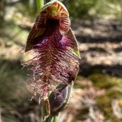 Calochilus therophilus at Penrose, NSW - 26 Jan 2023