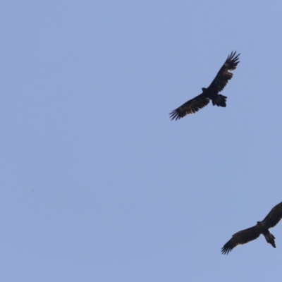 Aquila audax (Wedge-tailed Eagle) at Molonglo Valley, ACT - 26 Jan 2023 by JimL