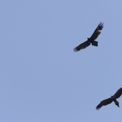 Aquila audax (Wedge-tailed Eagle) at National Arboretum Forests - 25 Jan 2023 by JimL