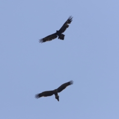 Aquila audax at Molonglo Valley, ACT - 26 Jan 2023