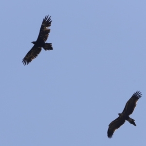 Aquila audax at Molonglo Valley, ACT - 26 Jan 2023
