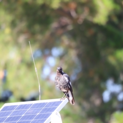 Gymnorhina tibicen (Australian Magpie) at Molonglo Valley, ACT - 26 Jan 2023 by JimL