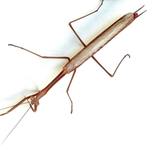 Mantidae (family) adult or nymph at Crooked Corner, NSW - 26 Jan 2023 08:43 AM