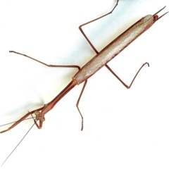 Archimantis latistyla (TBC) at Crooked Corner, NSW - 25 Jan 2023 by Milly