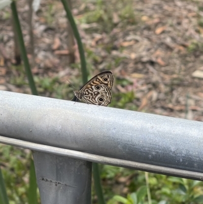 Geitoneura acantha (Ringed Xenica) at Wingecarribee Local Government Area - 17 Jan 2023 by NigeHartley