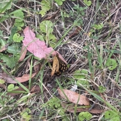 Heteronympha paradelpha (Spotted Brown) at Penrose - 15 Jan 2023 by NigeHartley