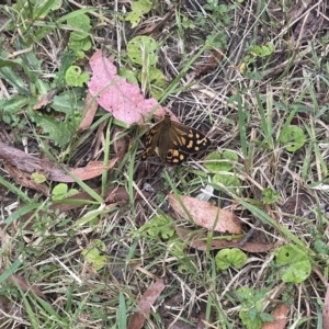 Heteronympha paradelpha at Penrose, NSW - 15 Jan 2023