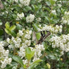 Graphium macleayanum (Macleay's Swallowtail) at Penrose - 3 Jan 2023 by NigeHartley
