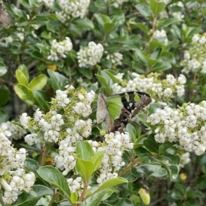 Graphium macleayanum at Penrose, NSW - 3 Jan 2023