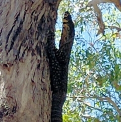 Varanus varius (Lace Monitor) at Mandurama, NSW - 17 Jan 2023 by rhyshardy