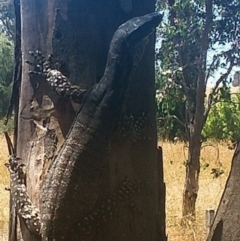 Varanus varius at Mandurama, NSW - suppressed