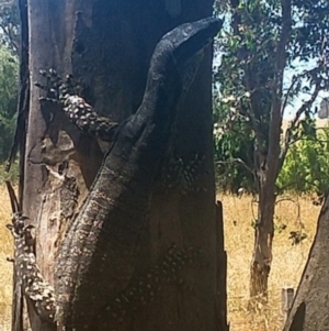 Varanus varius at Mandurama, NSW - 17 Jan 2023