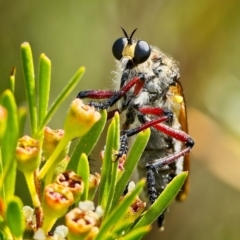 Chrysopogon muelleri (Robber fly) at Block 402 - 24 Jan 2023 by Kenp12