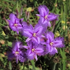 Thysanotus tuberosus subsp. tuberosus (Common Fringe-lily) at Harrison, ACT - 7 Dec 2022 by AndyRoo