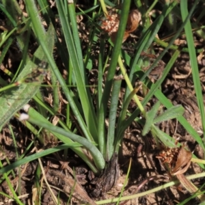 Thysanotus tuberosus subsp. tuberosus at Harrison, ACT - 7 Dec 2022