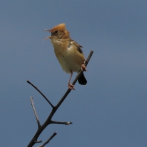 Cisticola exilis at Franklin, ACT - 7 Dec 2022