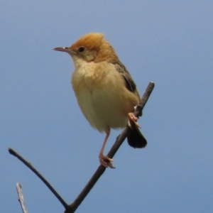 Cisticola exilis at Franklin, ACT - 7 Dec 2022