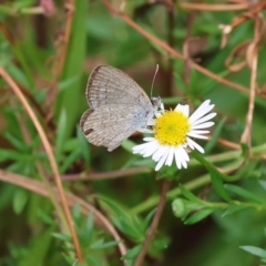 Zizina otis (Common Grass-Blue) at Wodonga, VIC - 26 Jan 2023 by KylieWaldon