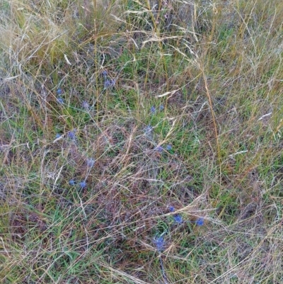 Eryngium ovinum (Blue Devil) at Jerrabomberra, ACT - 24 Jan 2023 by CallumBraeRuralProperty