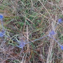 Eryngium ovinum at Jerrabomberra, ACT - 24 Jan 2023 03:55 PM