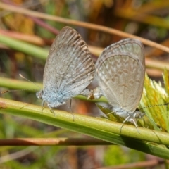 Zizina otis (Common Grass-Blue) at Vincentia, NSW - 21 Jan 2023 by RobG1