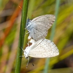 Zizina otis at Vincentia, NSW - suppressed