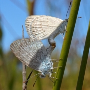 Zizina otis at Vincentia, NSW - suppressed