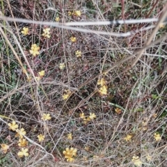 Hypericum gramineum (Small St Johns Wort) at Jerrabomberra, ACT - 25 Jan 2023 by CallumBraeRuralProperty