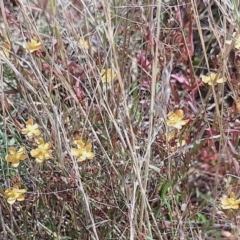 Hypericum gramineum at Jerrabomberra, ACT - 26 Jan 2023 09:53 AM