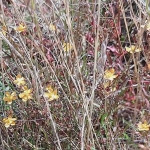 Hypericum gramineum at Jerrabomberra, ACT - 26 Jan 2023 09:53 AM