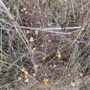 Hypericum gramineum at Jerrabomberra, ACT - 26 Jan 2023 09:53 AM