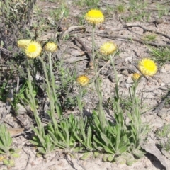 Coronidium scorpioides (Button Everlasting) at Chisholm, ACT - 18 Oct 2003 by RomanSoroka
