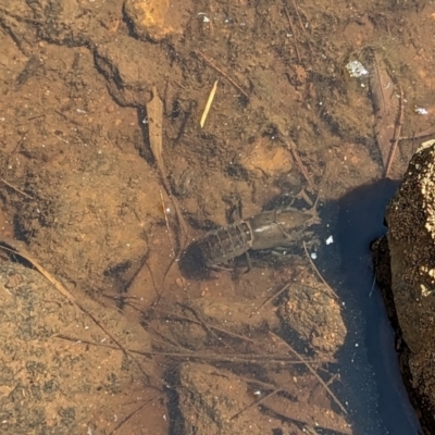 Cherax destructor (Common Yabby) at Latham, ACT - 26 Jan 2023 by JoeG