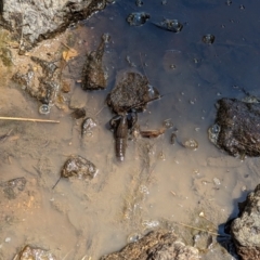 Cherax destructor at Latham, ACT - 26 Jan 2023
