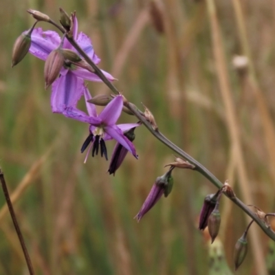 Arthropodium fimbriatum (Nodding Chocolate Lily) at Franklin, ACT - 7 Dec 2022 by AndyRoo