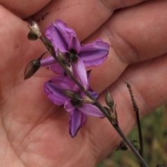 Arthropodium fimbriatum at Franklin, ACT - 7 Dec 2022