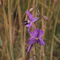 Arthropodium fimbriatum at Franklin, ACT - 7 Dec 2022