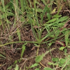 Arthropodium fimbriatum at Franklin, ACT - 7 Dec 2022