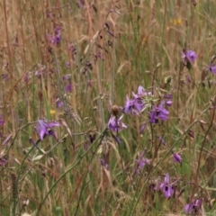 Arthropodium fimbriatum at Franklin, ACT - 7 Dec 2022