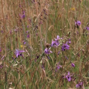 Arthropodium fimbriatum at Franklin, ACT - 7 Dec 2022