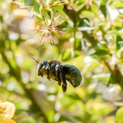Xylocopa (Lestis) aerata (Golden-Green Carpenter Bee) at Acton, ACT - 26 Jan 2023 by Roger