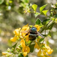 Xylocopa (Lestis) aerata at Acton, ACT - 26 Jan 2023