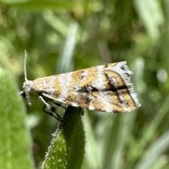 Asterivora lampadias (A Metalmark moth) at Namadgi National Park - 25 Jan 2023 by Pirom