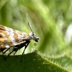 Asterivora lampadias at Cotter River, ACT - 25 Jan 2023