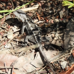Rankinia diemensis at Hill Top, NSW - suppressed