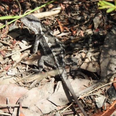 Rankinia diemensis (Mountain Dragon) at Hill Top, NSW - 23 Jan 2023 by GlossyGal